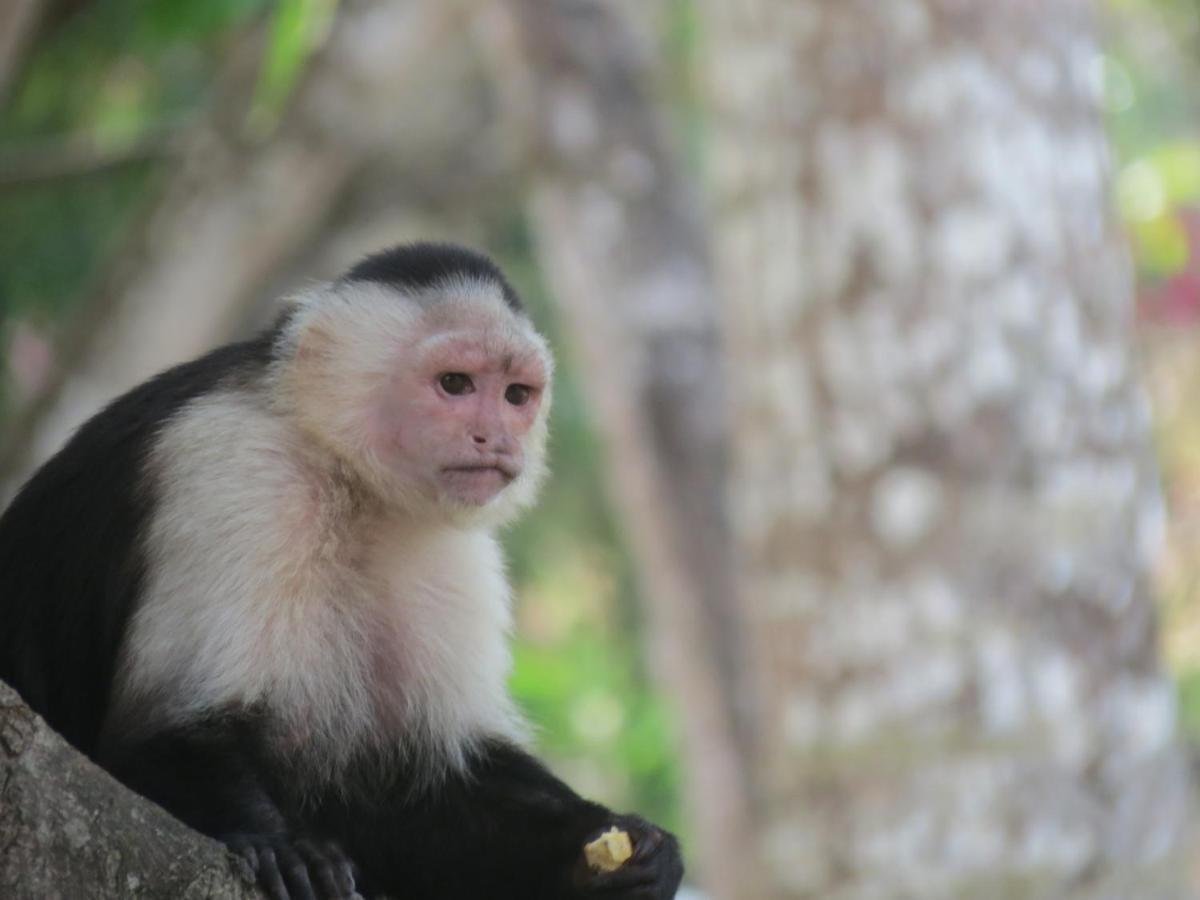 Monkey Lodge Panama Chilibre Εξωτερικό φωτογραφία