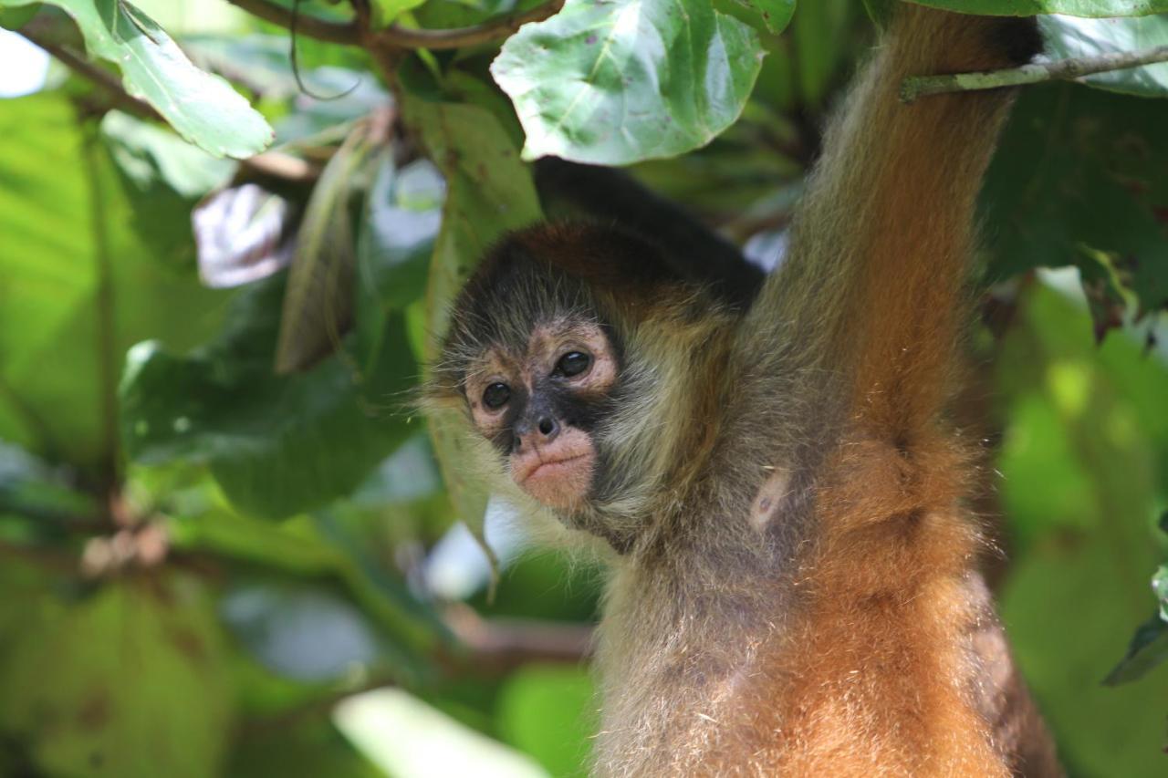 Monkey Lodge Panama Chilibre Εξωτερικό φωτογραφία